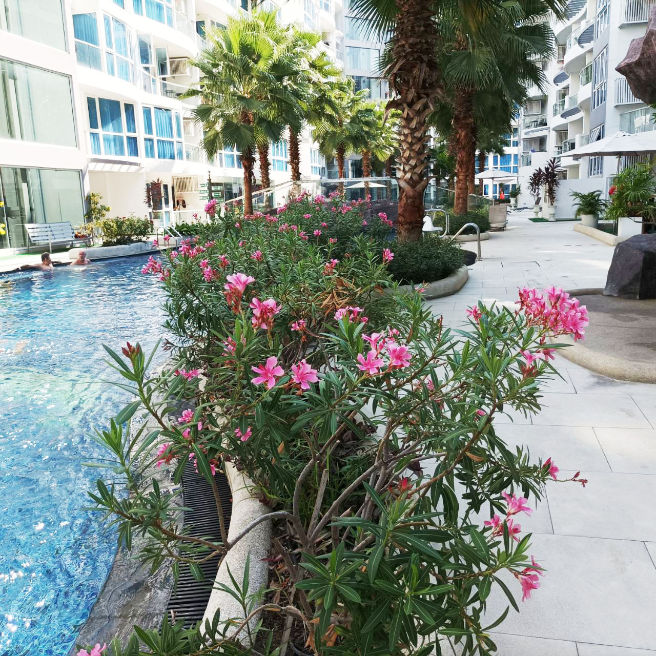 1 Bedroom Condo for Rent in Center of Pattaya